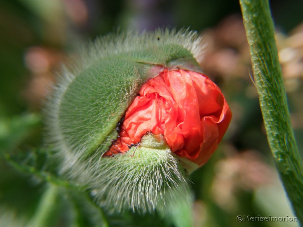 Türkischer Mohn im Garten - Meriseimorion